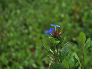 Vivers Càrex - Ceratostigma plumbaginoides 